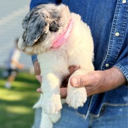 Miss Pink - Blue merle female Aussiedoodle puppy in Williamsburg, Iowa from Terry Lynn's Aussiedoodles/Blue Dog Ranch