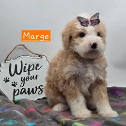 Marge - Red female Bernedoodle puppy in Neillsville, Wisconsin from Granton Creek