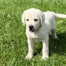 Sallie's Gray Collar - Yellow male Labrador Retriever puppy in Mansfield, Missouri from Leadhill Labs