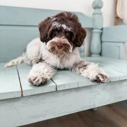 Australian Labradoodle puppies from Gravelle Family Farm