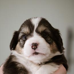 Cori - Black and tan female Pembroke Welsh Corgi puppy in South Otselic, New York from Ridge Top Corgis