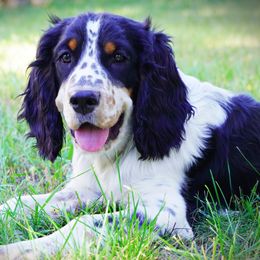 Boy 4 - Black white and tan male English Springer Spaniel puppy in Great Falls, Montana from Big Sky Springers