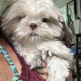 Shih Tzu Puppies from Prescious Shih Tzu’s
