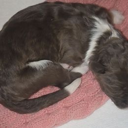 Male 3 - Red tri-color male Aussiedoodle puppy in Mouth Of Wilson, Virginia from Holly Ridge Aussies, Aussiedoodles & Corgis