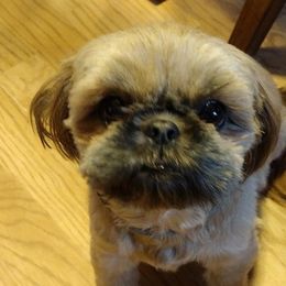Buggie - Shih Tzu