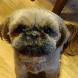 Buggie - Shih Tzu