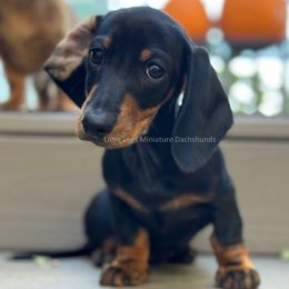 Dachshund Puppies from Little Legs Miniature Dachshunds