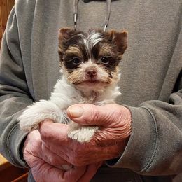 Boy 3 - Parti male Yorkshire Terrier puppy in Jamestown, Tennessee from Green Ridge
