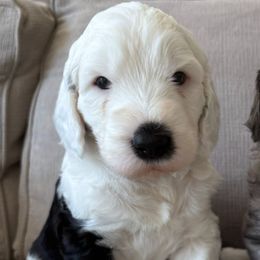 Sheepadoodles from Sheepadoodle Doo