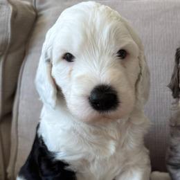 Sheepadoodles from Sheepadoodle Doo