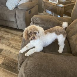 Howard - Poodle