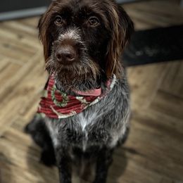 Lucy - Wirehaired Pointing Griffon