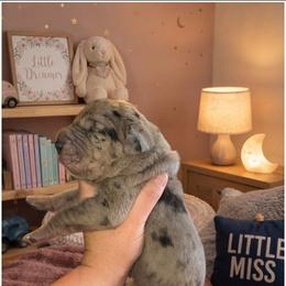 Rockette - Merle female Great Dane puppy in Port Clinton, Ohio from LakeSide Danes