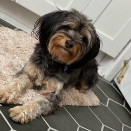 Aussiedoodle puppies from Windy Hills Mini Aussies & Doodles
