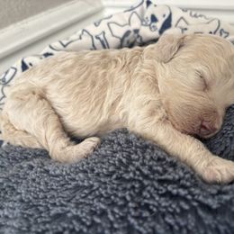Maybell - Apricot female Aussiedoodle puppy in Weeki Wachee, Florida from Pawprint Dreams Boarding and Kennel