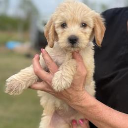 Ladybug - Cream female Goldendoodle puppy in Ambrose, Georgia from Brandilyn's Aussies