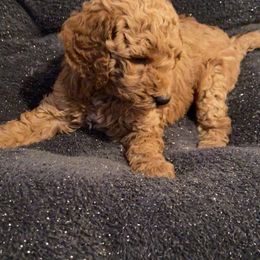 Goldendoodles from Anytime Doodles