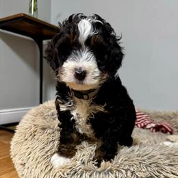 Beaver Moon - Tri-color male Bernedoodle puppy in Henrico, Virginia from Paws 4 Doodles, LLC