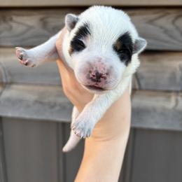 GW short for Great White - Blue mottled male Australian Cattle Dog puppy in Ellensburg, Washington from Boondock Bandits