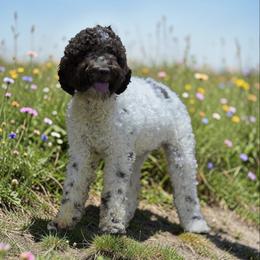 Gia - Brown female Lagotto Romagnolo puppy in Seymour, Missouri from Terra Incognita