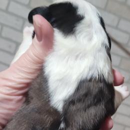 Noah - Brown and white male Saint Bernard puppy in Lowpoint, Illinois from Minnie's Majestic Saints