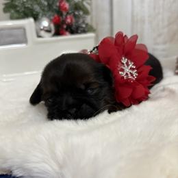 Max - Tricolor male Shih Tzu puppy in Glens Falls, New York from Shih Tzus N Giggles