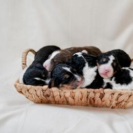 Bernedoodle Puppies from Sugar Valley Doodles