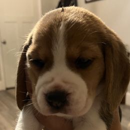 Girl 3 - Beagle puppy in Crawfordville, Indiana from Flatbroke Beagles