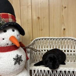No collar - Black female Labrador Retriever puppy in Stuart, Virginia from Russell Creek Labradors