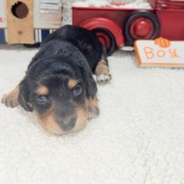 Chestnut - Black and tan male Dachshund puppy in Mansfield, Missouri from Owens Farm