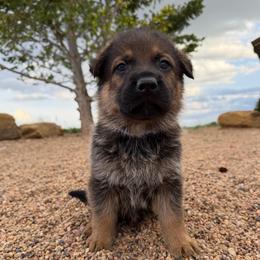 Dark blue - Sable male German Shepherd puppy in Wellington, Colorado from Smithcoshepherds