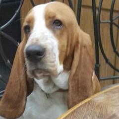 Juliet - Basset Hound