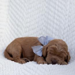 Yam - Caramel male Australian Labradoodle puppy in Belding, Michigan from Rutu Australian Labradoodles