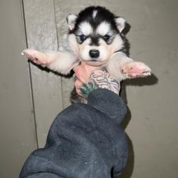 Boy 5 - Black and white male Siberian Husky puppy in Iron River, Wisconsin from Wiemeri Siberians