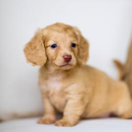 Bella - Cream female Dachshund puppy in Bentonville, Arkansas from Boujee Buns Dachshunds