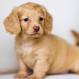 Bella - Cream female Dachshund puppy in Bentonville, Arkansas from Boujee Buns Dachshunds