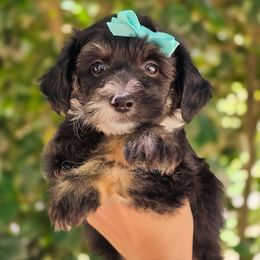 Dottie - Black phantom female Aussiedoodle puppy in Centreville, Mississippi from Trin's Designer Doodles