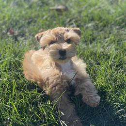 Miniature Schnauzer Puppies from Crown Schnauzers KC