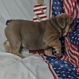 "Carnage x Paczki Summer 2023 litter" Bulldog Puppies from Illinois Bullies Kennel