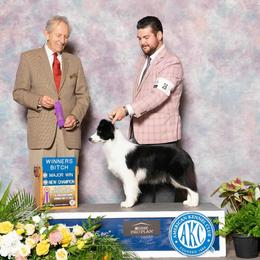 Gala - Border Collie