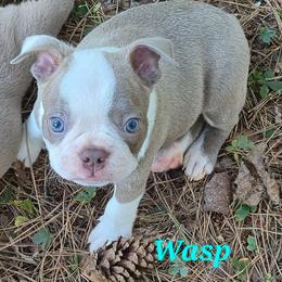 Wasp - Lilac male Boston Terrier puppy in Griffin, Georgia from Celtic Performance Bostons