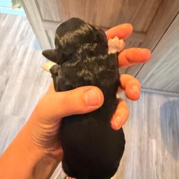Solid black female with white paws - Black female Goldendoodle puppy in Vallejo, California from Well Rooted Doodles