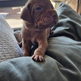 Hayden - Golden rust female Vizsla puppy in Bruce Twp, Michigan from Stoney Creek's Vizslas