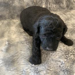 Moose - Black male Goldendoodle puppy in Haddam, Kansas from Golden B Acres
