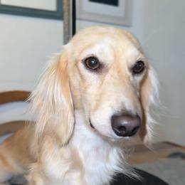 Emmett - Dachshund