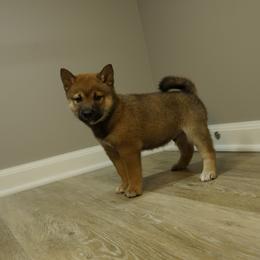 Shiba Inu Puppies from Veronika's Shiba Inus
