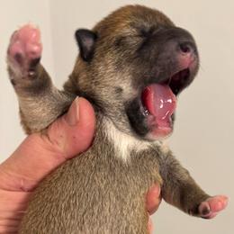 Akali - Red female Shiba Inu puppy in Clewiston, Florida from Animal Farm Shiba Inus & Mameshibas