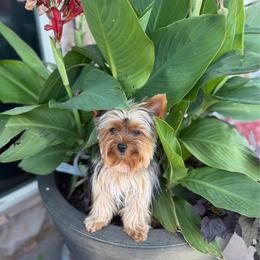 Cricket - Yorkshire Terrier