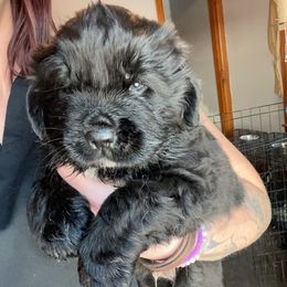 Newfoundland and Shih Tzu Puppies from Grand Meadow Newfoundlands