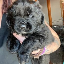 Newfoundland and Shih Tzu Puppies from Grand Meadow Newfoundlands